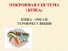 Покровная система (кожа). Кожа – орган терморегуляции