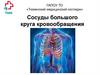 Сосуды большого круга кровообращения