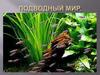 Подводный мир