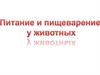 Питание и пищеварение у животных