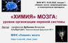 «Химия» мозга: уровни организации нервной системы