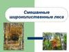 Смешанные широколиственные леса. Географическое положение