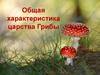 Общая характеристика царства Грибы