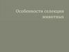 Особенности селекции животных