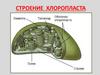 Строение хлоропласта