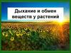 Дыхание и обмен веществ у растений