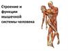 Строение и функции мышечной системы человека