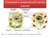 Строение и химический состав клетки