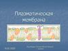 Плазматическая мембрана