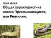 Общая характеристика класса Пресмыкающиеся, или Рептилии