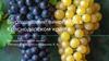 Выращивание винограда в Краснодарском крае