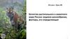 Богатство растительного и животного мира России: видовое разнообразие, факторы, его определяющие