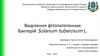 Виділення фітопатогенних бактерій Solanum tuberosum L