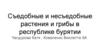 Съедобные и несъедобные растения и грибы в Республике Бурятия