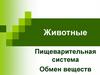 Пищеварительная система. Обмен веществ