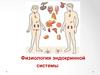 Физиология эндокринной системы