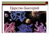 Царство Бактерий