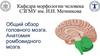 Общий обзор головного мозга. Анатомия ромбовидного мозга