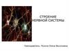 Строение нервной системы