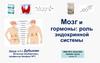 Мозг и гормоны: роль эндокринной системы