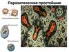 Паразитические простейшие