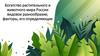 Богатство растительного и животного мира России видовое разнообразие, факторы, его определяющие