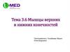 Тема 3.6 Мышцы верхних и нижних конечностей