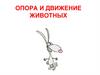 Опора и движение животных