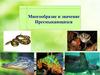 Многообразие и значение Пресмыкающихся