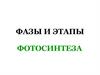 Фазы и этапы фотосинтеза