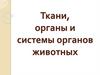 Ткани, органы и системы органов животных
