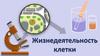 Жизнедеятельность клетки