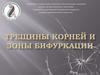 Трещины корней и зоны бифуркации