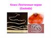 Класс Ленточные черви (Cestoda)