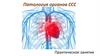Патология органов ССС