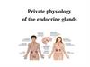 Private physiology of the endocrine glands