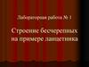 Строение бесчерепных на примере ланцетника. Лабораторная работа № 1