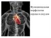 Функциональная морфология сердца и сосудов