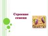 Строение семени. Покрытосеменные растения