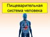 Пищеварительная система человека. Функции пищеварительной системы