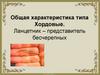 Общая характеристика типа Хордовые. Ланцетник – представитель бесчерепных