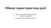 Общая характеристика рыб