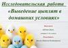 Выведение цыплят в домашних условиях