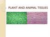 Plant and animal tissues