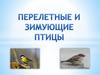 Перелетные и зимующие птицы