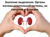 Значение выделения. Органы мочевыделительной системы, их строение и функции