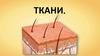 Ткани. Организм человека