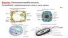 Особенности структуры и функции клеток бактерий, грибов, растений и животных