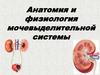 Анатомия и физиология мочевыделительной системы