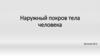 Наружный покров тела человека